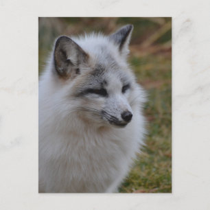 Schöner weißer Swift Fox Postkarte