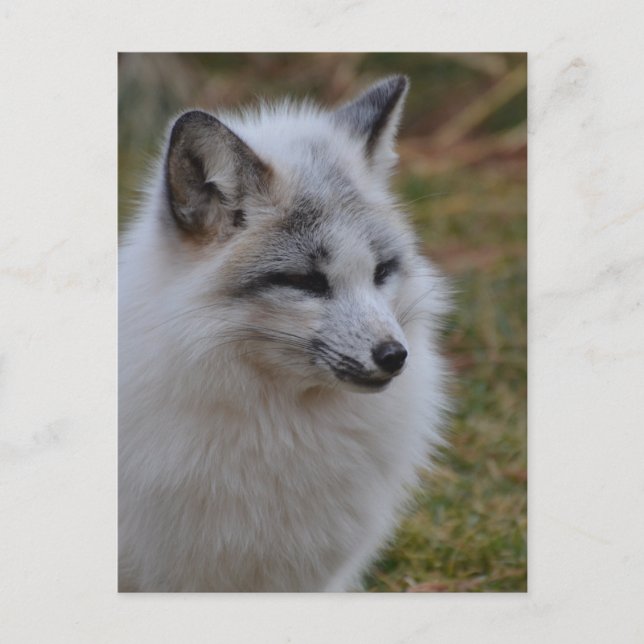Schöner weißer Swift Fox Postkarte (Vorderseite)