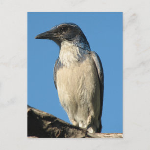 Schöner Western Scrub Jay Postkarte