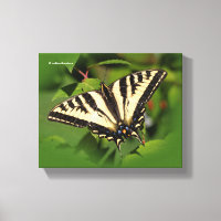 Schöner Western Tiger Frack Butterfly