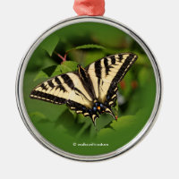 Schöner Western Tiger Frack Butterfly