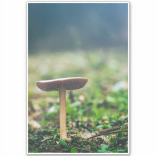 Schöner Wildpilz auf einem Herbstfeld Aufkleber