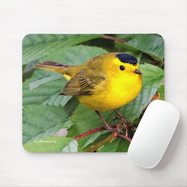 Schöner Wilson's Warbler Songbird in Cherry Tree Mousepad (Mit Mouse)