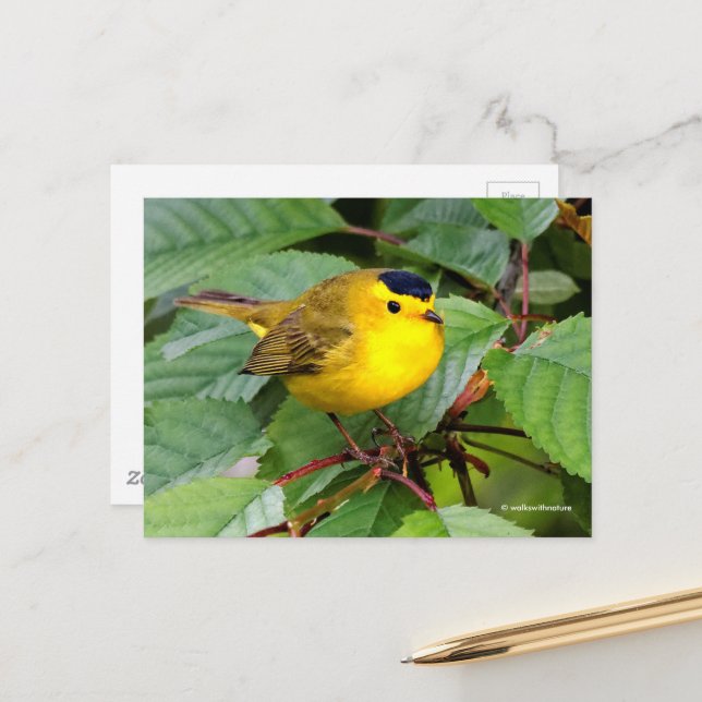 Schöner Wilson's Warbler Songbird in Cherry Tree Postkarte (Vorderseite/Rückseite Beispiel)