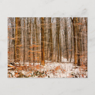 Schöner Winterwald mit Schnee Postkarte