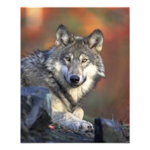 Schöner Wolf Fotodruck