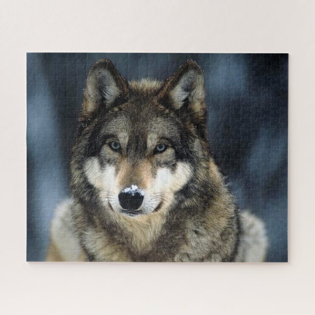 Schöner Wolf im Winter, Jigsaw Puzzle (Horizontal)