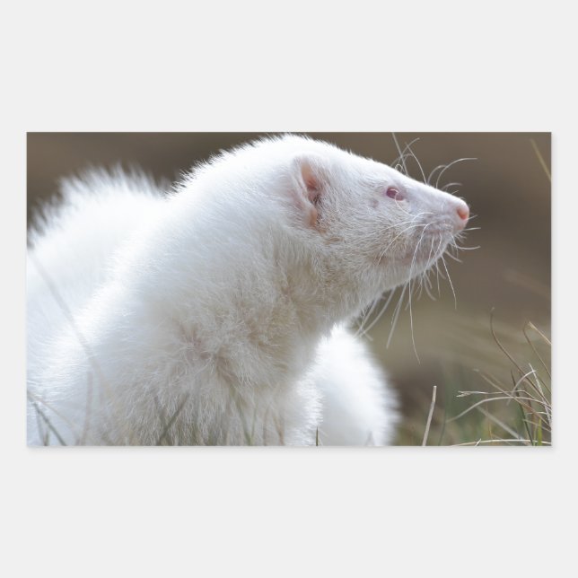 Schönes Albino Ferret Rechteckiger Aufkleber (Vorderseite)