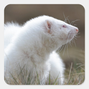 Schönes Albino-Frettchen Quadratischer Aufkleber