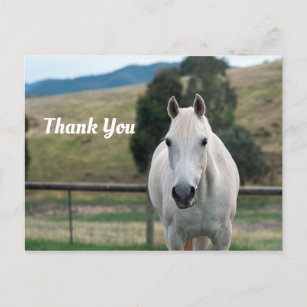 Schönes Appaloosa Foto White Horse Vielen Dank Postkarte