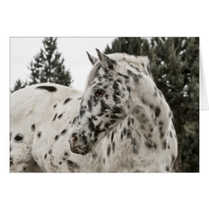 Schönes Appaloosa Pferd, Western, Appetit