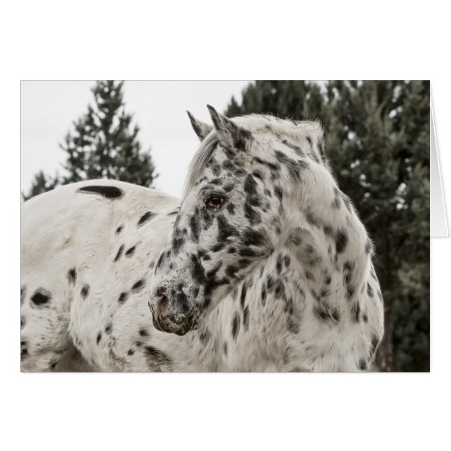 Schönes Appaloosa Pferd, Western, Appetit (Vorderseite (Horizontal))