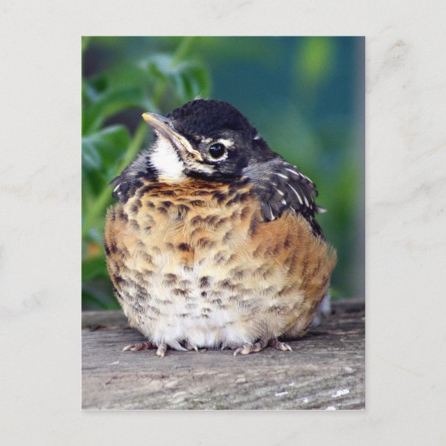 Schönes Baby Robin Postkarte (Vorderseite)