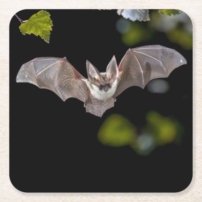Schönes Bat Untersetzer Set (Vorderseite)