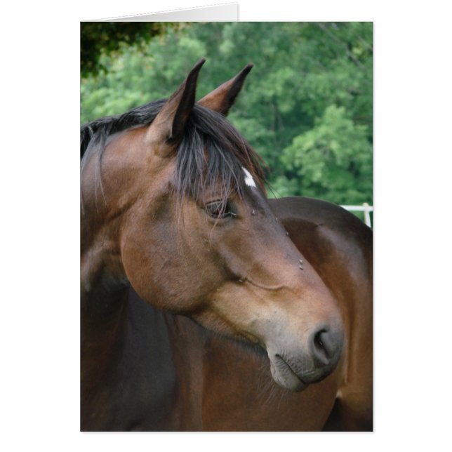 Schönes Bay Horse (Vorne)