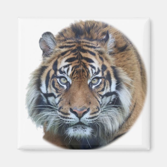 Schönes Bengalisches Tiger Face Foto Magnet (Vorne)