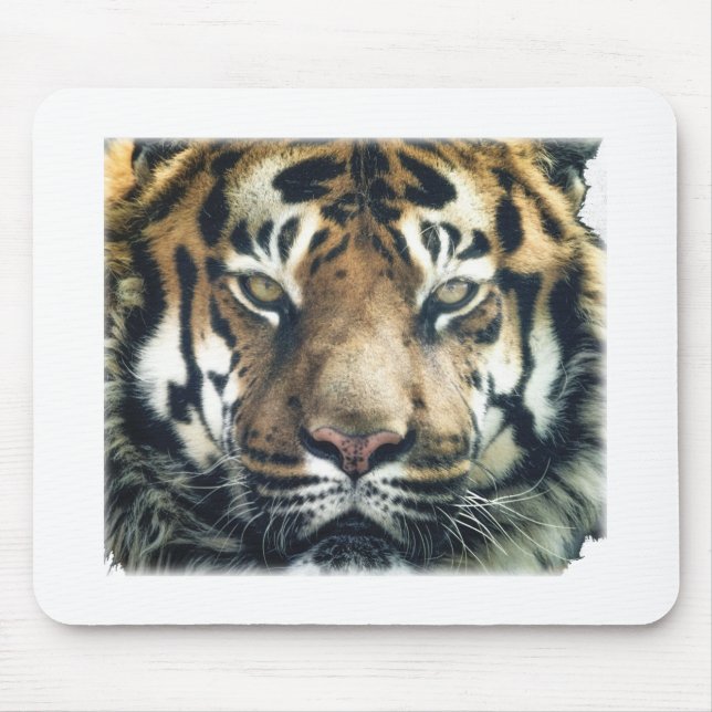 Schönes Bengalisches Tiger Face Foto Mousepad (Vorne)