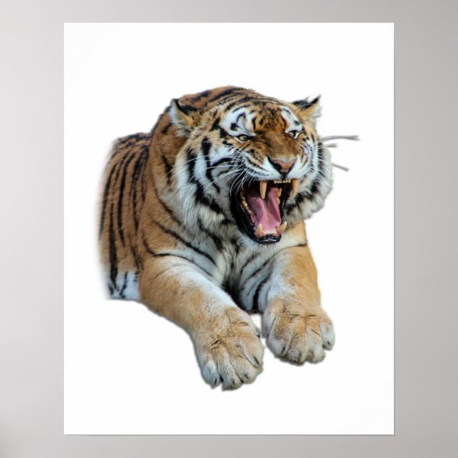 Schönes Bengalisches Tiger-Foto Poster (Vorne)