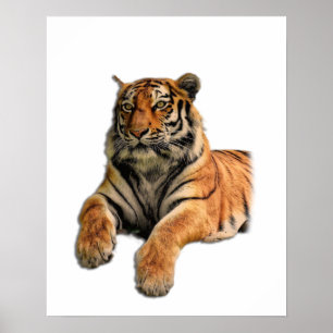 Schönes Bengalisches Tiger-Foto Poster