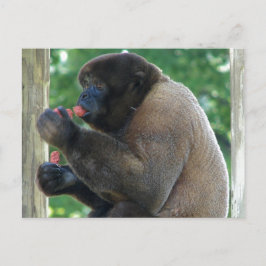 Schönes Bild von Brown Wooly Monkey Postkarte