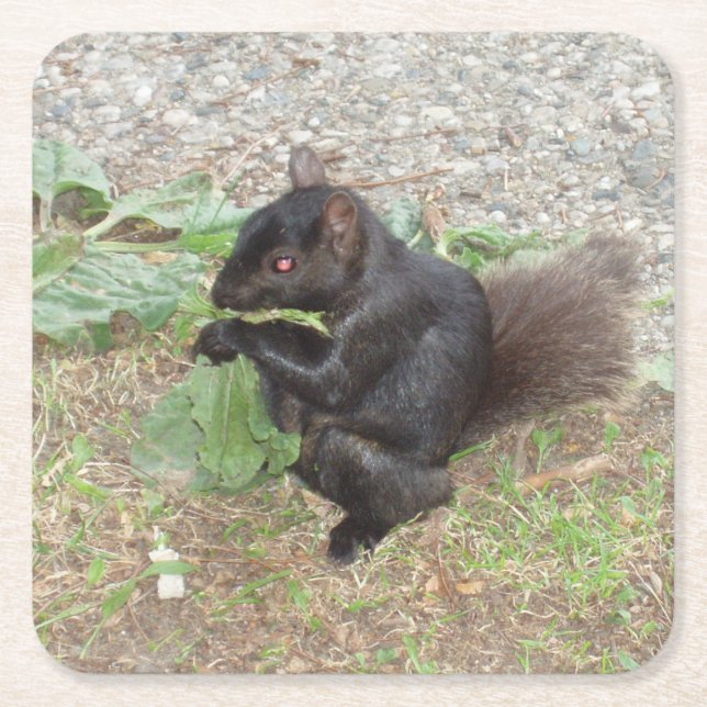Schönes Black Squirrel Untersetzer Set (Vorderseite)