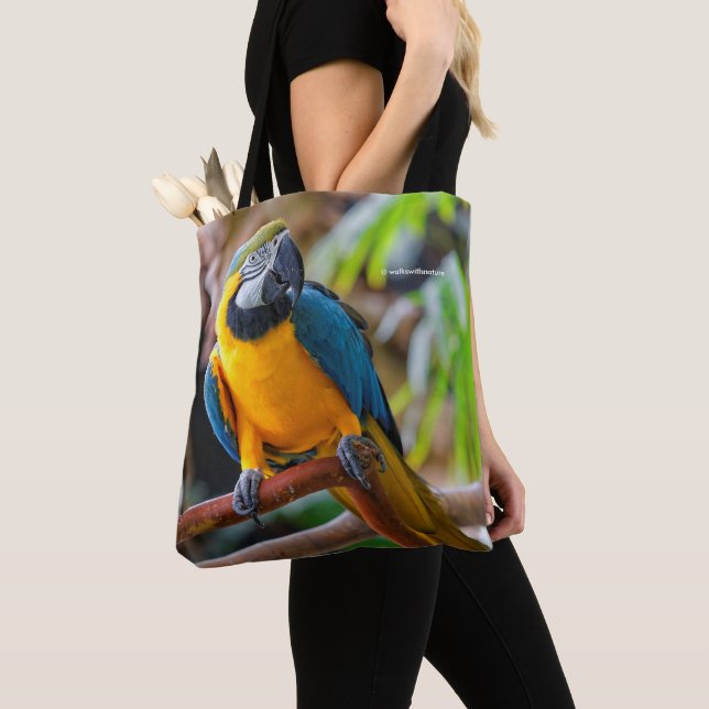 Schönes Blau und Gold Macaw (Von Nahem)