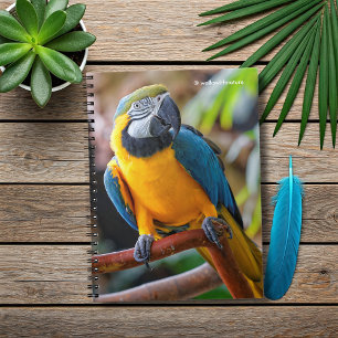 Schönes Blau und Gold Macaw Notizblock