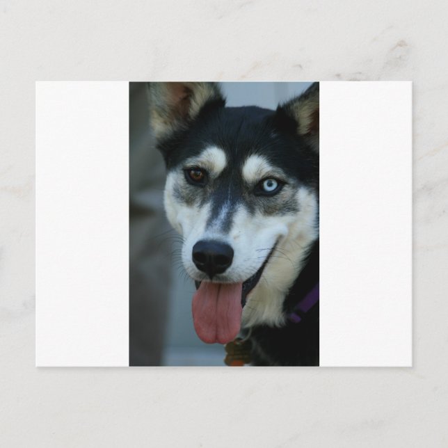 Schönes blaues Auge siberischer Husky Postkarte (Vorderseite)