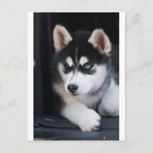 Schönes blaues Auge sibirischer Husky 2 Postkarte