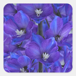 Schönes blaues Delphinium Quadratischer Aufkleber