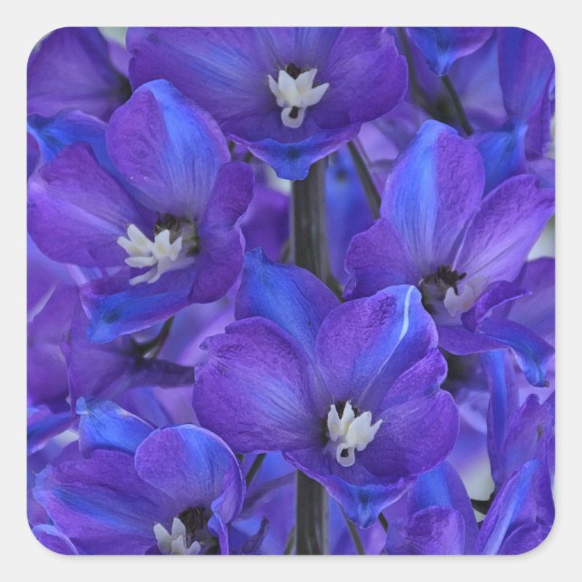 Schönes blaues Delphinium Quadratischer Aufkleber (Vorderseite)