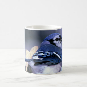 Schönes blaues Jay Tasse