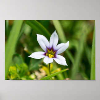 Schönes blaues Mit Augen Gras Wildblume Poster