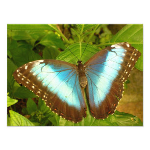 Schönes Blaues und Schwarzes Schmetterling Poster