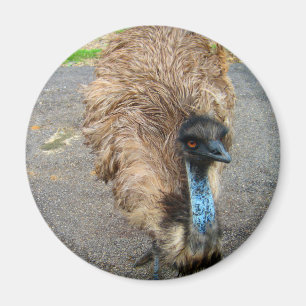 Schönes Blue-Emu-Vogelfoto Magnet