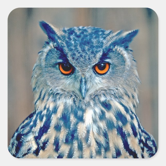 Schönes Blue Uhu Raptor Owl Quadratischer Aufkleber (Vorderseite)