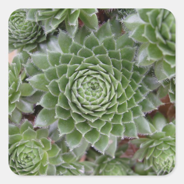 Schönes Blume Sticker Set (Vorderseite)