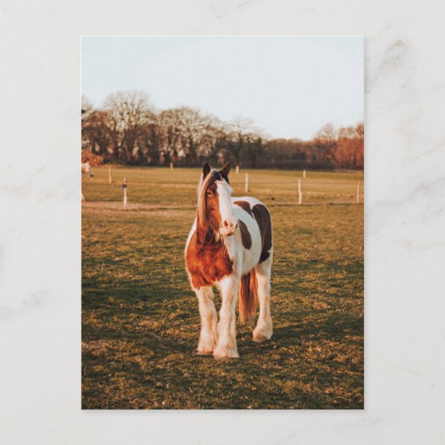 Schönes braunes Paint Draft Horse Foto Postkarte (Vorderseite)