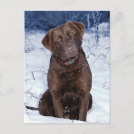 Schönes Brown Dog Design Postkarte