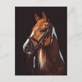 Schönes Brown Paint Horse Portrait Foto Postkarte