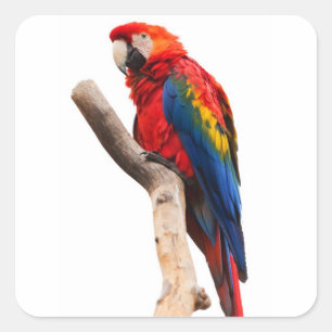 Schönes buntes Scharlachrot Macaw-Papageien-Vogel Quadratischer Aufkleber
