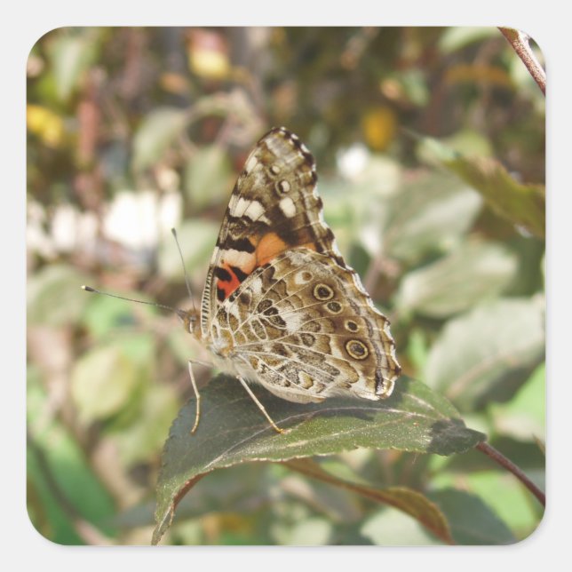 Schönes Butterfly-Set Quadratischer Aufkleber (Vorderseite)