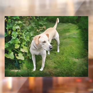 Schönes Catahoula Leopard Dog-Fenster Fensteraufkleber