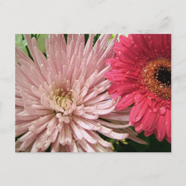schönes Chrysanthemum Postkarte (Vorderseite)