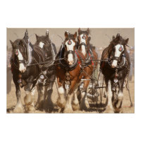 Schönes Clydesdale Pferde Pflügen - Teamarbeit