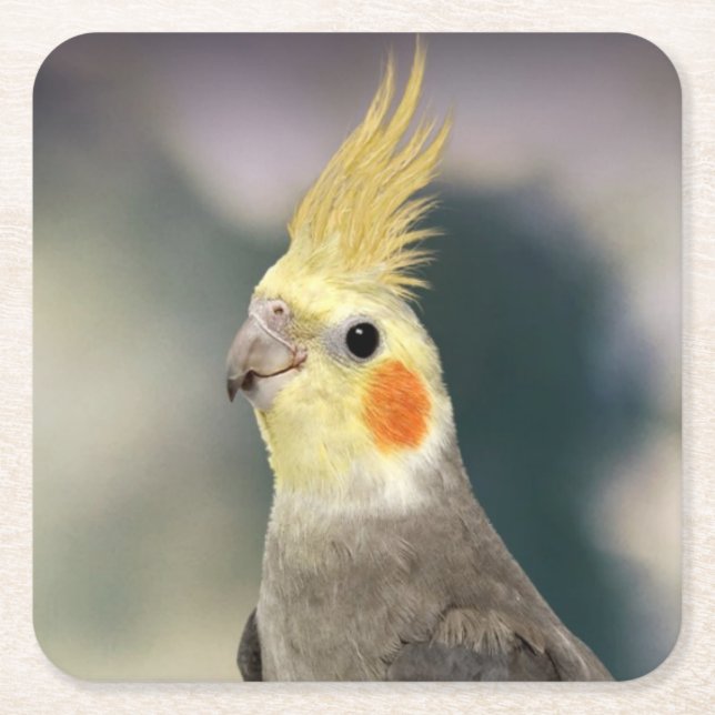 Schönes Cockatiel Untersetzer Set (Vorderseite)