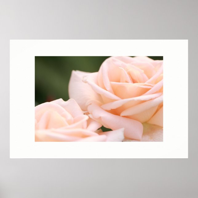 Schönes Creme Rose Poster (Vorne)