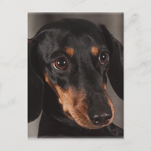 Schönes Dackel-Portrait Postkarte (Vorderseite)