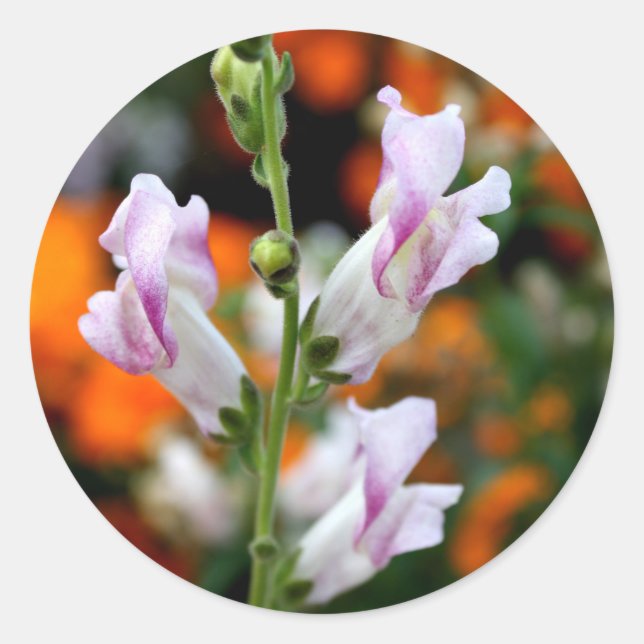 Schönes Design der Snapdragon-Blume Runder Aufkleber (Vorderseite)
