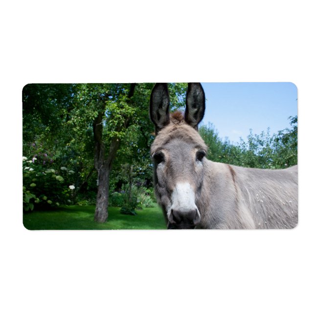 Schönes Donkey-Portrait (Vorne)